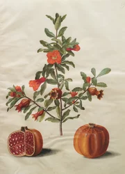 Punica granatum simp et pl